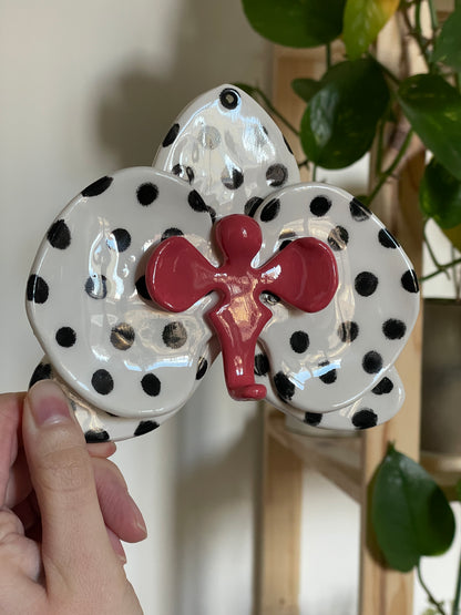 Orchidée polka dot