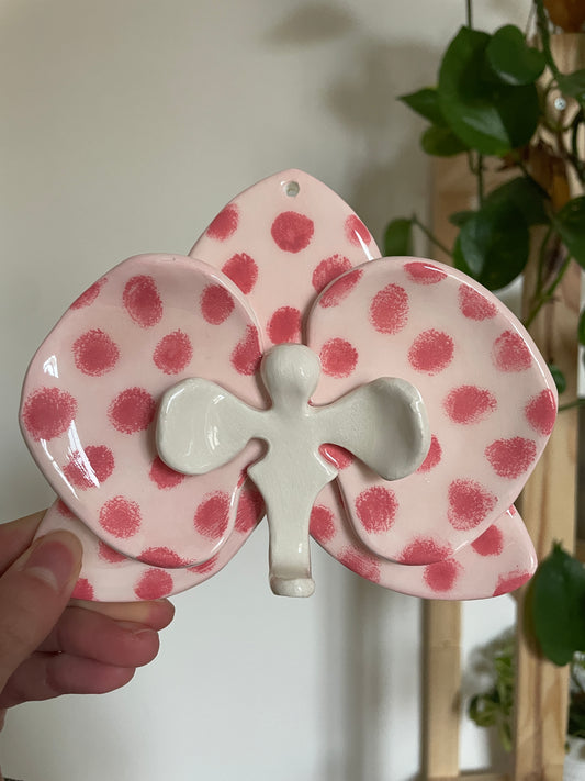 Orchidée polka dot rose