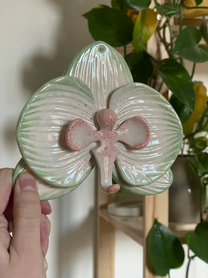 Orchidée beige & vert