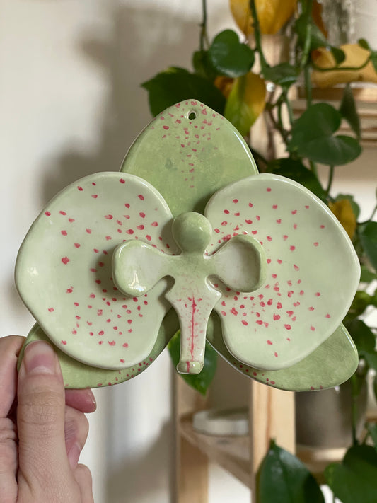 Orchidée vert & rouge